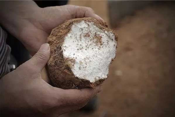 茯苓干燥易碎裂吸濕怎么辦?茯苓烘干機(jī)助力企業(yè)規(guī)模化生產(chǎn)!