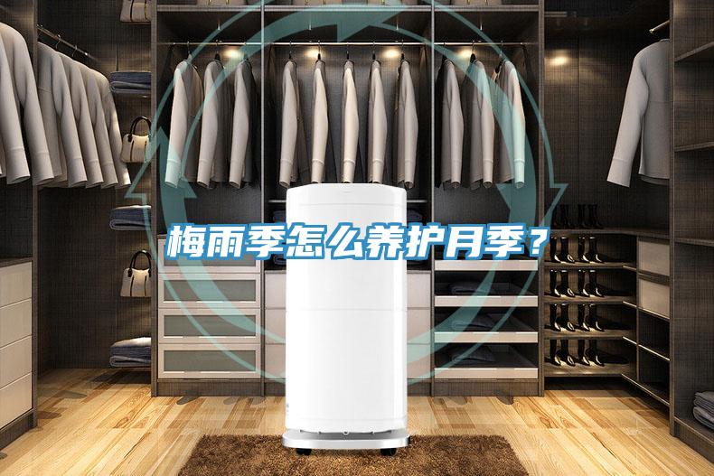 梅雨季怎么養護月季？