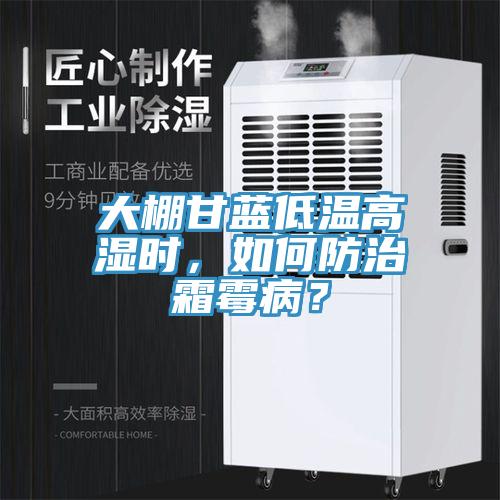 大棚甘藍(lán)低溫高濕時(shí)，如何防治霜霉病？